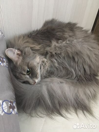 Вязка кошка