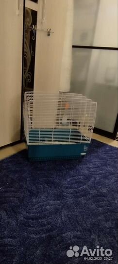 Клетка рекорд 3 Италия