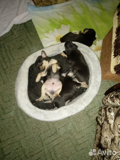 Той-терьер щенки