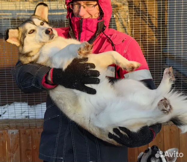 Собака в добрые руки