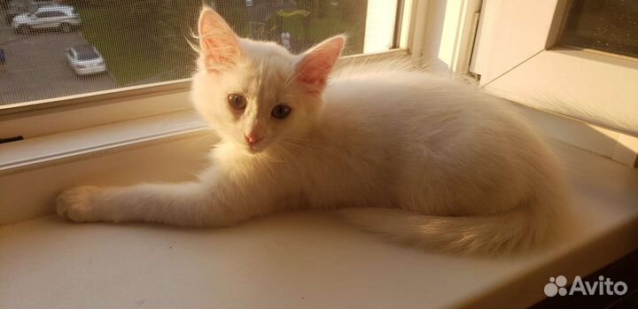 Котенок в дар бесплатно