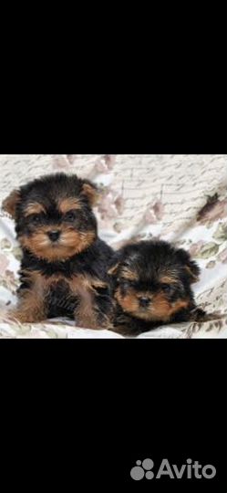 Йоркширский терьер щенки