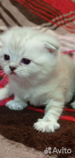 Роскошные шотландские котята