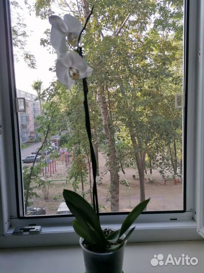 Орхидея Биг Лип 