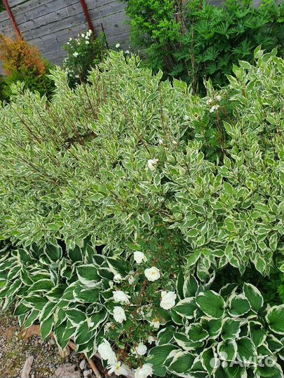 Барбарис, курильский чай, хосты