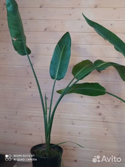 Стрелиция королевская