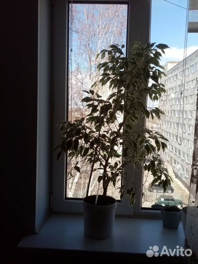 Фикус Бенджамина