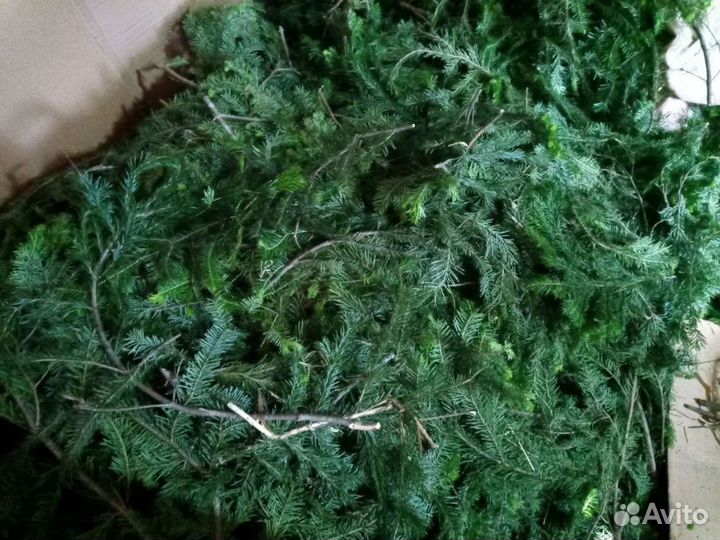 Пихтовое масло