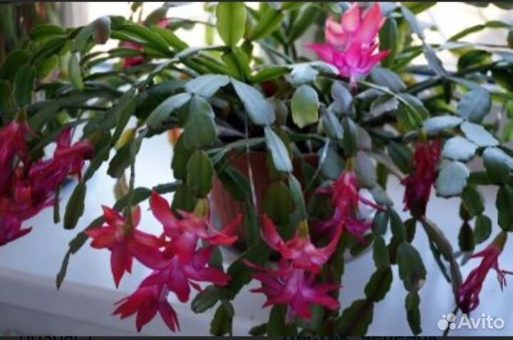 Декабрист шлюмбергера малиновый