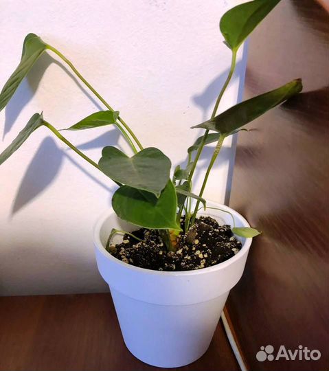 Антуриум Красный, Педилантус, Монстера