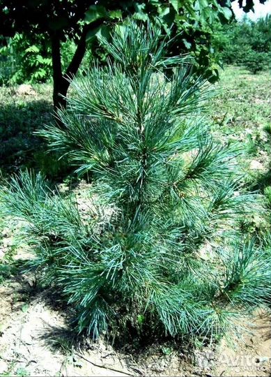 Семена сосны румелийской