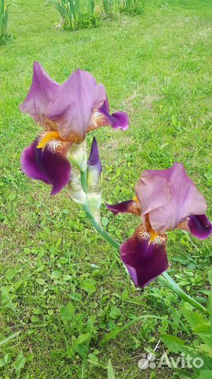 Ирисы бородатые и болотный