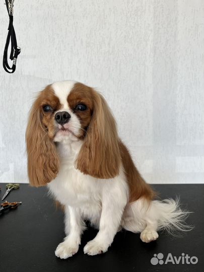 Грумер (стрижка кошек и собак с выездом на дом)