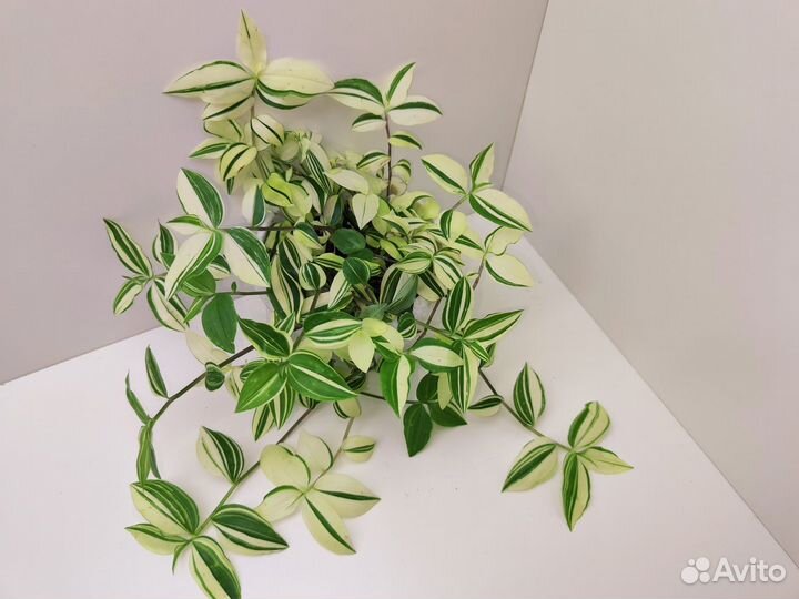 Традесканция, сорт Еллоу Хилл