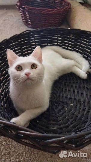 Очаровательный Зефирка в поисках дома