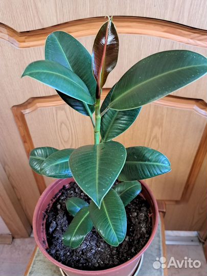 Фикус каучуконосный эластика