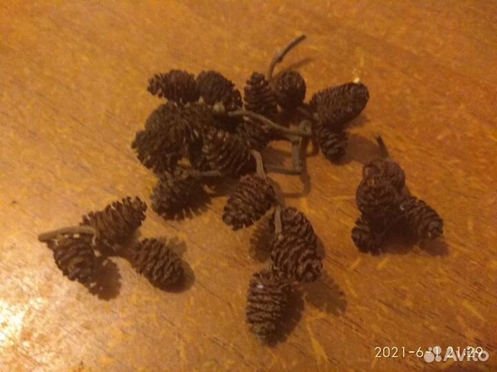 Шишки ольхи