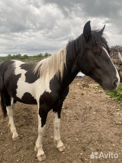 Продам коней