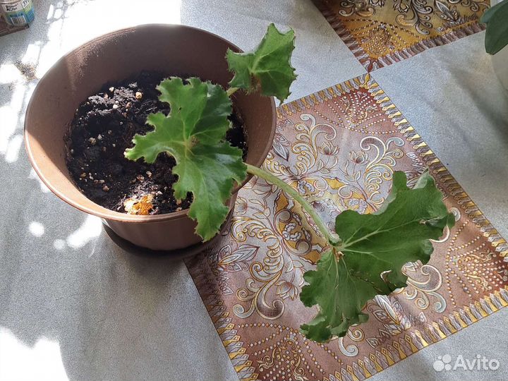 Комнатные цветы