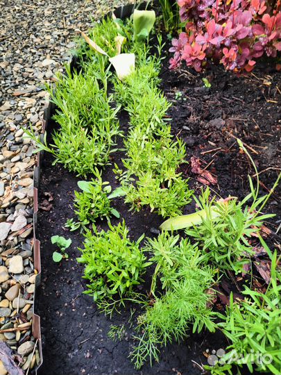 Лаванда саженцы