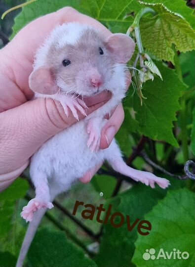 Крысята ручные и нежные мальчишки от ratlove