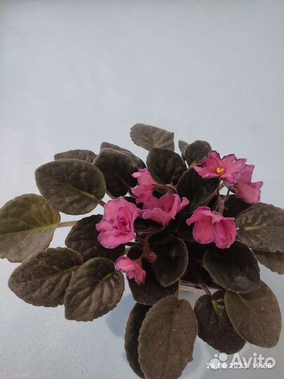 Взрослая фиалка Ode to Beatute