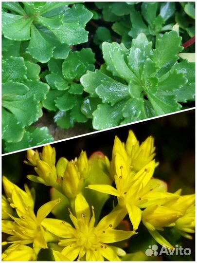 Садовые растения