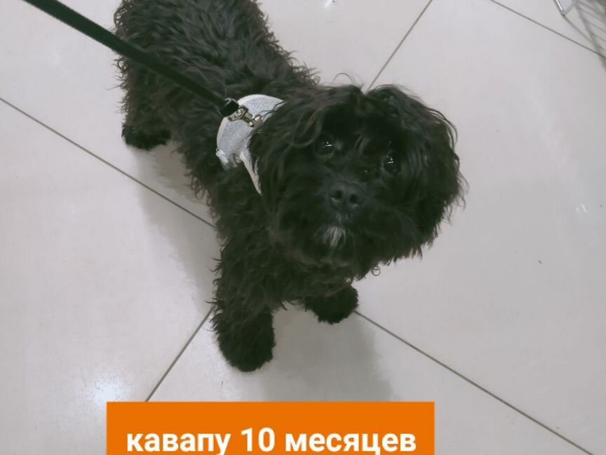 Кавапу