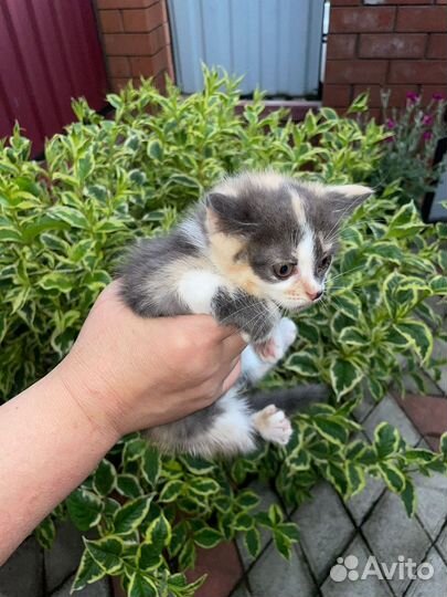 Кошка в дар бесплатно