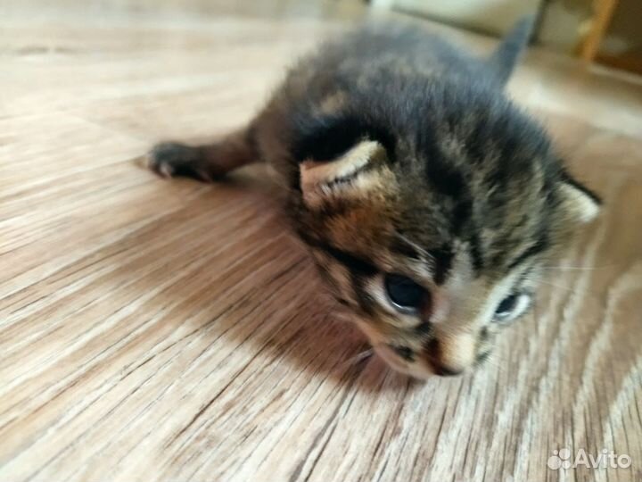 Отдам котят в добрые руки