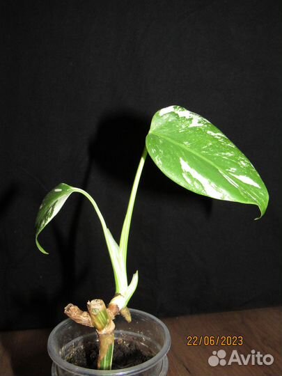 Монстера вариегатная альба и Фридрихшталя