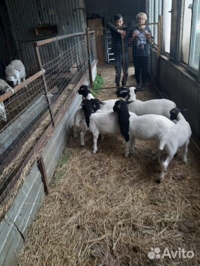 Овцы Дорпер