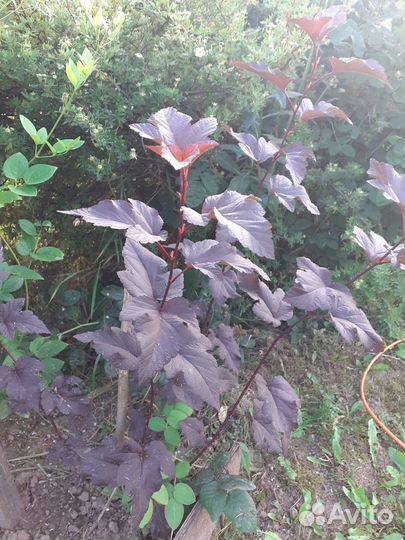 Декоративные кустарники