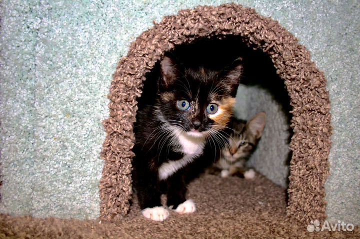 Котята из приюта в дар