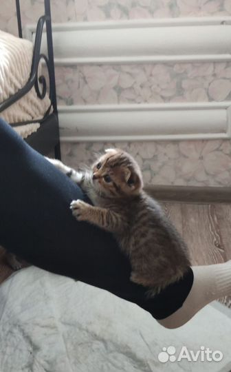 Шотландская вислоухая