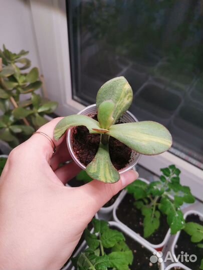 Крассула blue bird mediovar