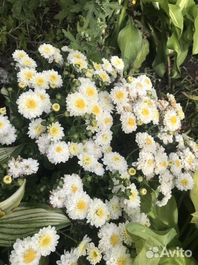 Мультифлора хризантема