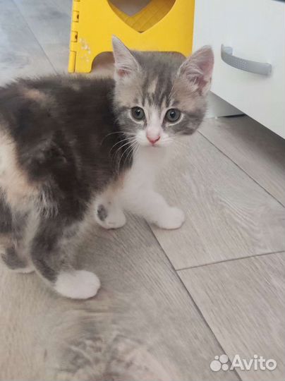 Кошка в дар