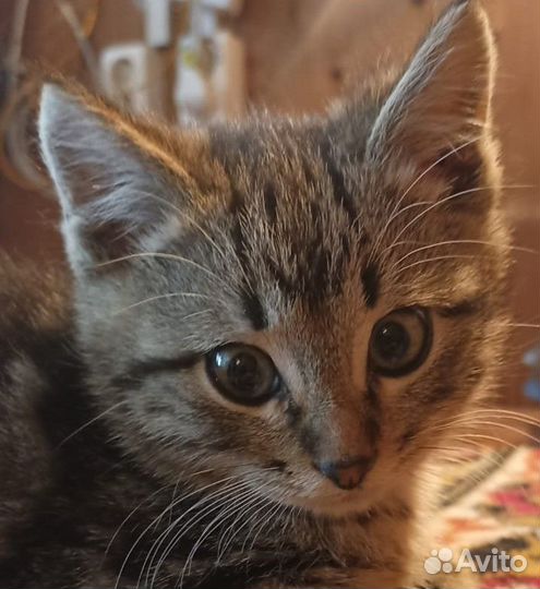 Малыш котенок лоток отлично, доставим сами