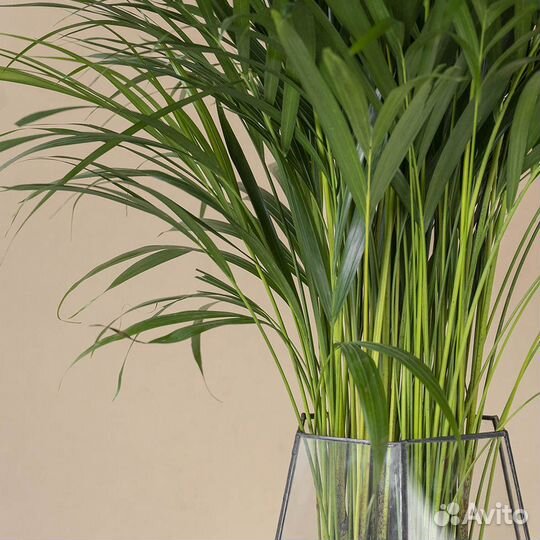 Дипсис пальма арека, доставка мск