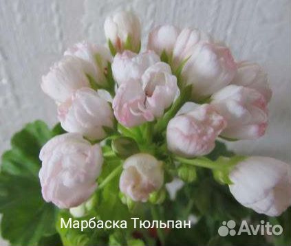 Пеларгония герань сортовая