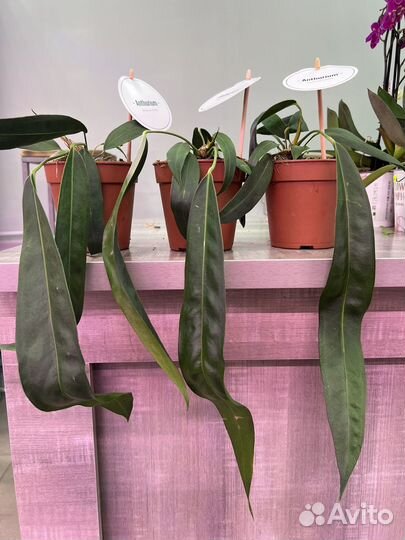 Антуриум Wendlingeri