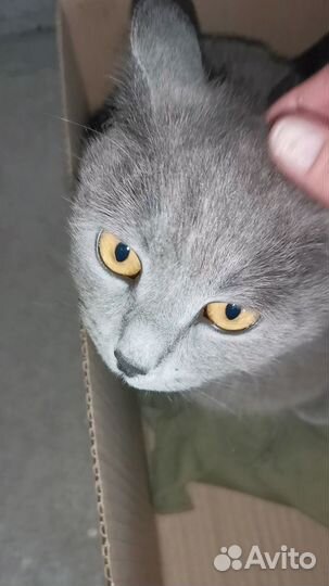 Британская короткошёрстная, котята