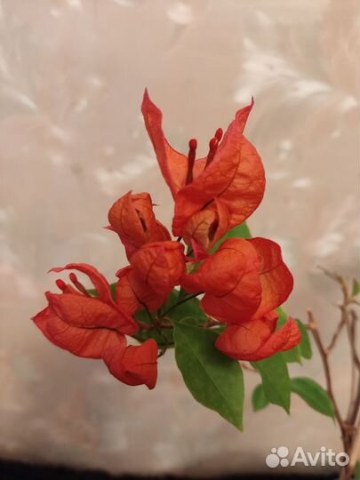 Бугенвилии цветущие, редкие сорта