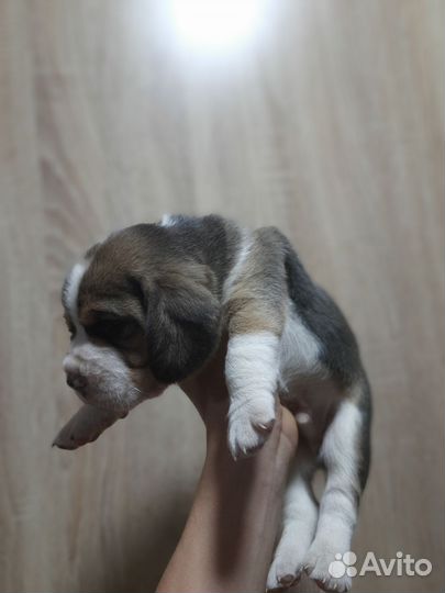 Щенки бигля