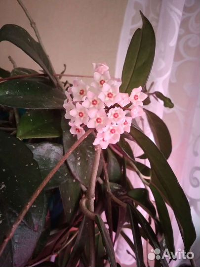 Хойя карноза или восковой плющ