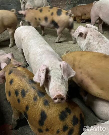 Мясо. Свинина из деревни. Забой, доставка сегодня