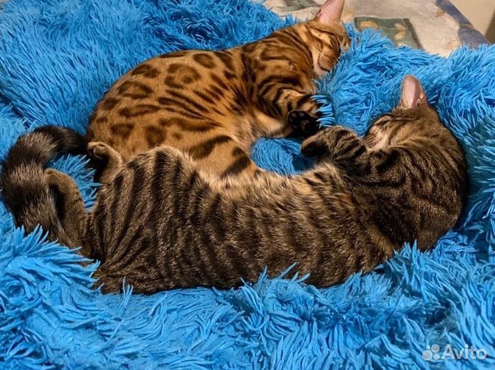 Бенгальские котята