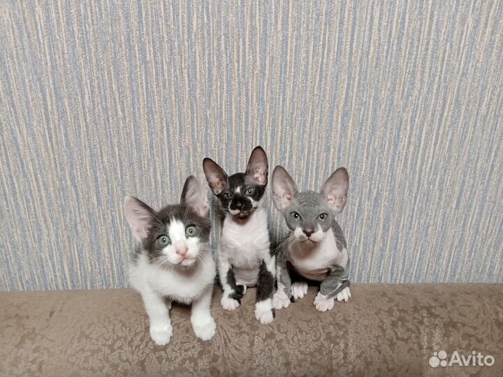 Котята сфинкс