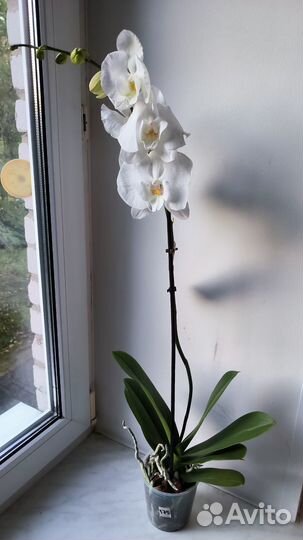 Орхидеи фаленопсис биг липы цветущие